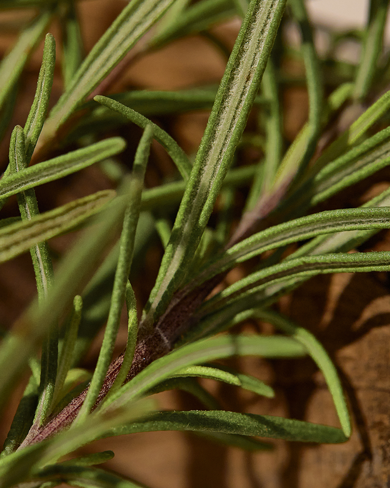 KAINE Rosemary Relief Gel Cleanser